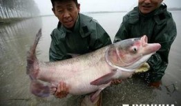 天津水产爆料事件最新,揭露海鲜市场惊人内幕，食品安全再引关注
