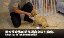 狗崽集体爆料视频大全,揭秘视频大全背后的真相与笑料